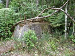 
Talisman foundations in the undergrowth, Karangahake, January 2013